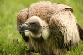 Griffon Vulture