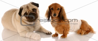 animal health - pug and dachshund with wounds