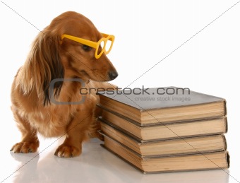 dog obedience - miniature dachshund sitting beside stack of books