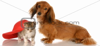 long haired dachshund sitting beside kitten hiding under baseball cap