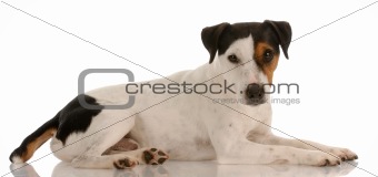 smooth coat tri-colored jack russel terrier laying down