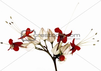 Black and red butterfly flowers