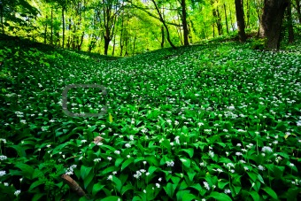 Wild garlic forest