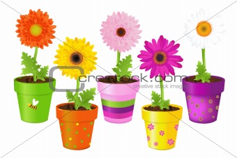 Daisies In Pots With Pictures