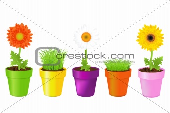 Colorful Pots With Daisies And Grass