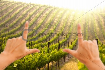 Hands Framing Beautiful Lush Grape Vineyard In The Morning Mist and Sun with Room for Your Own Text.