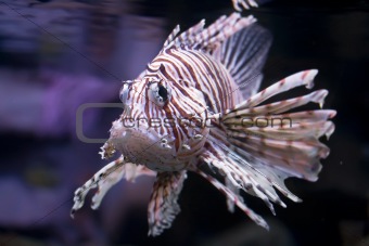  Lionfish