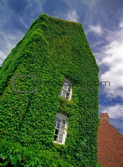 The old house overgrown with ivy.