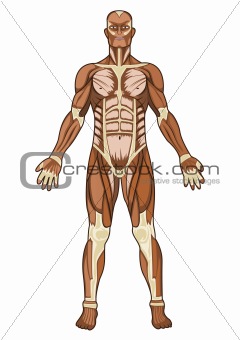 Human anatomy in vector