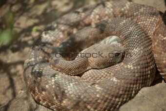Western Diamondback Rattlesnake Resting in the Warm Sun.