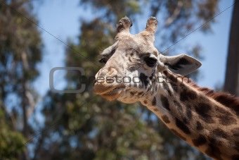 Close-up of a Majestic Giraffe Head with Narrow Depth of Field.