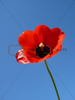 Red tulips against the blue sky