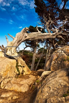 Aged cypress on a rocky path