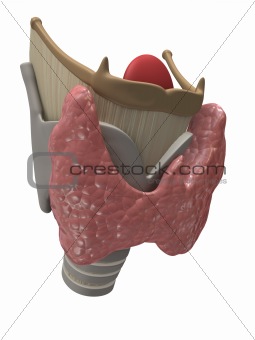 thyroid and larynx