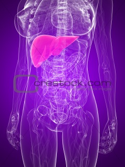 highlighted liver