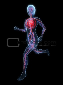 female jogger - vascular