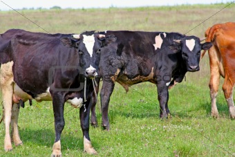 Cows at the pasture