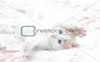 Young kitten with blue eyes in playful mood