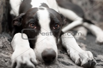 Greyhound (six-month-old puppy) lying on sofa