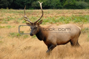 Elk (2)