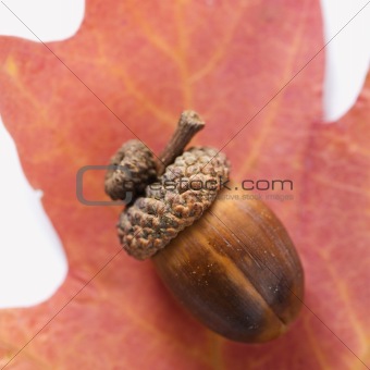 Acorn on oak leaf.