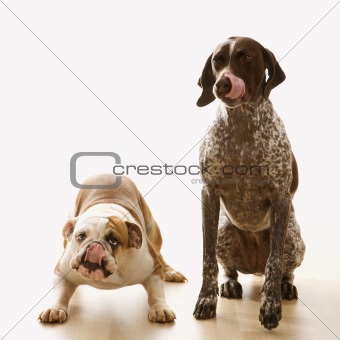 Bulldog and Pointer sitting licking lips.