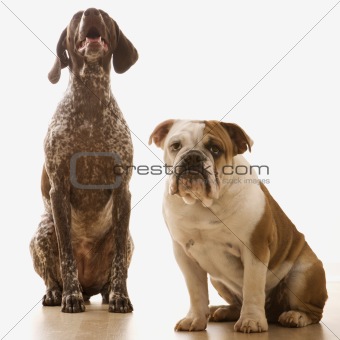 Bulldog and German Shorthaired Pointer portrait.