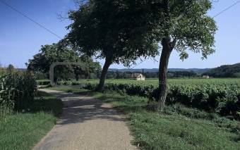 road through farmland