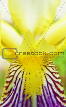 abstract detail of blooming iris