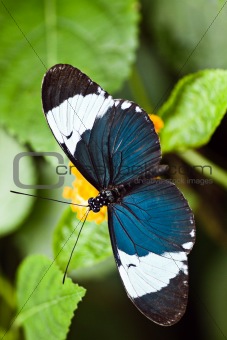 Heliconius cydno tropical butterfly
