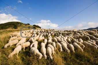 Sheep grazing on a high pasture