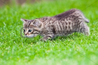 little kitten playing on the grass 