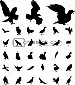 Set Birds