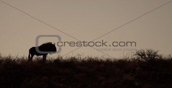 Wildebeest silhouette