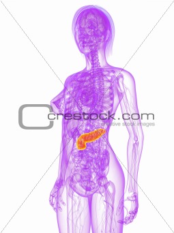 highlighted pancreas