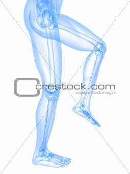 knee illustration