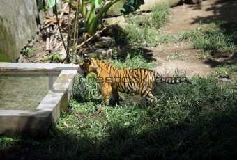 Tiger Indian