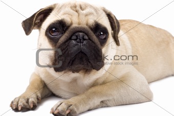 sad looking pug dog