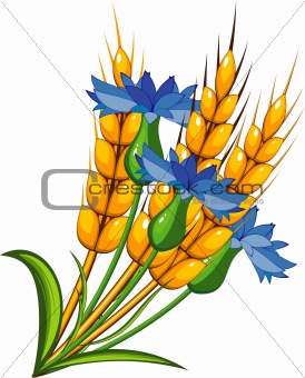 Wheat with cornflowers