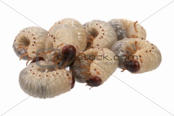 beetle larva  rhinoceros