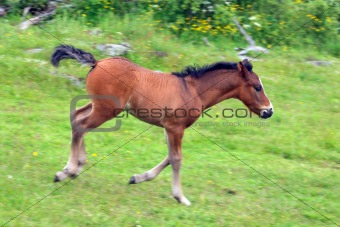 Cute foal running