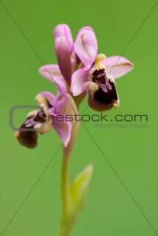 Beautiful orchid isolated on green