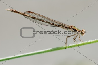 Dragonfly on plant stem
