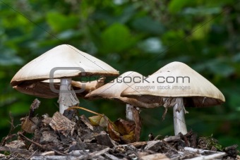 Wood mushrooms, Agaricus silvicola.
