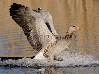 greylag goose