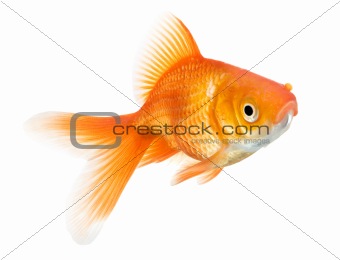 goldfish isolated on white background