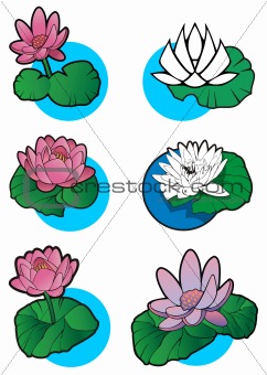 Set of 6 lotus flower