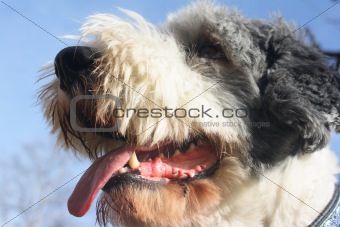 Dog with tongue showing teeth