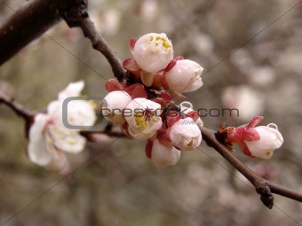 cherry tree bloom