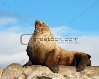Proud Wild Male Steller Sea Lion